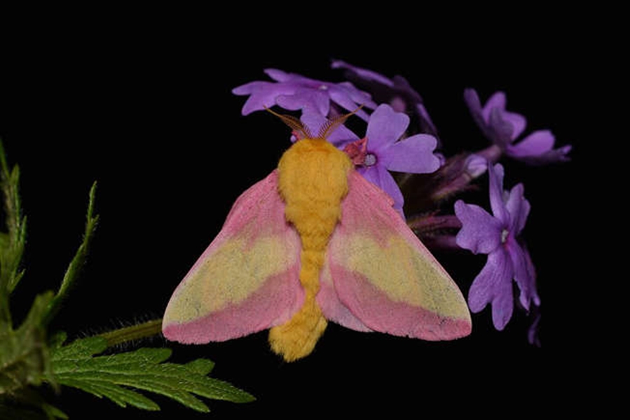 ÁRVORES DE BORDO: Conheça a mariposa-rosada-do-bordo, uma das mais belas da natureza    