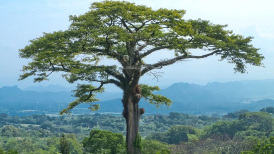 BRICS: Árvore amazônica ‘sagrada’ é escolhida como novo símbolo do grupo