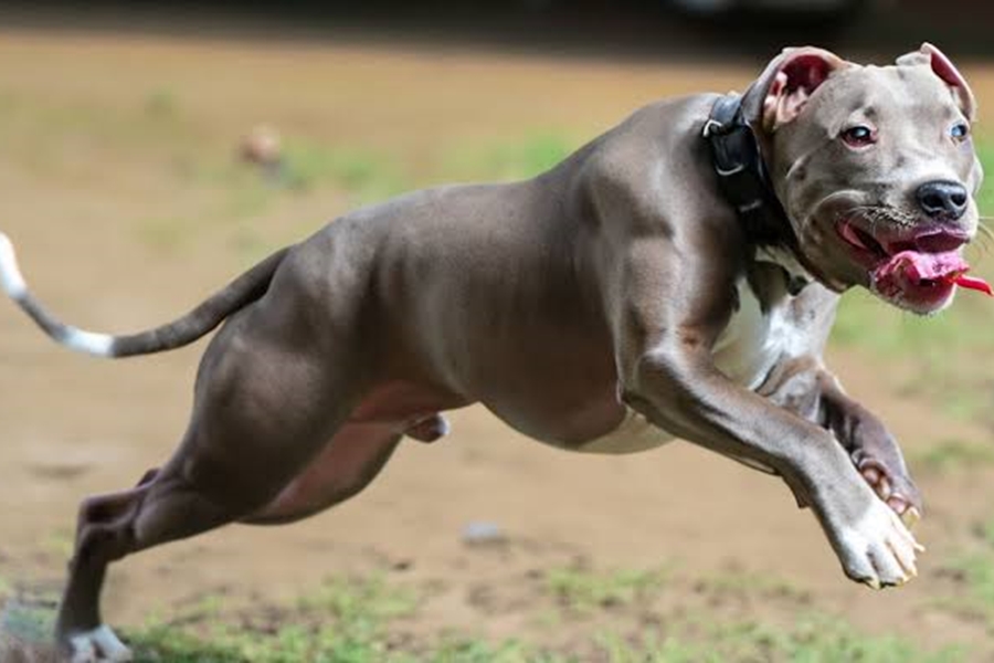 FEROZ: Duas crianças são atacadas com mordidas por cão Pitbull na zona Sul