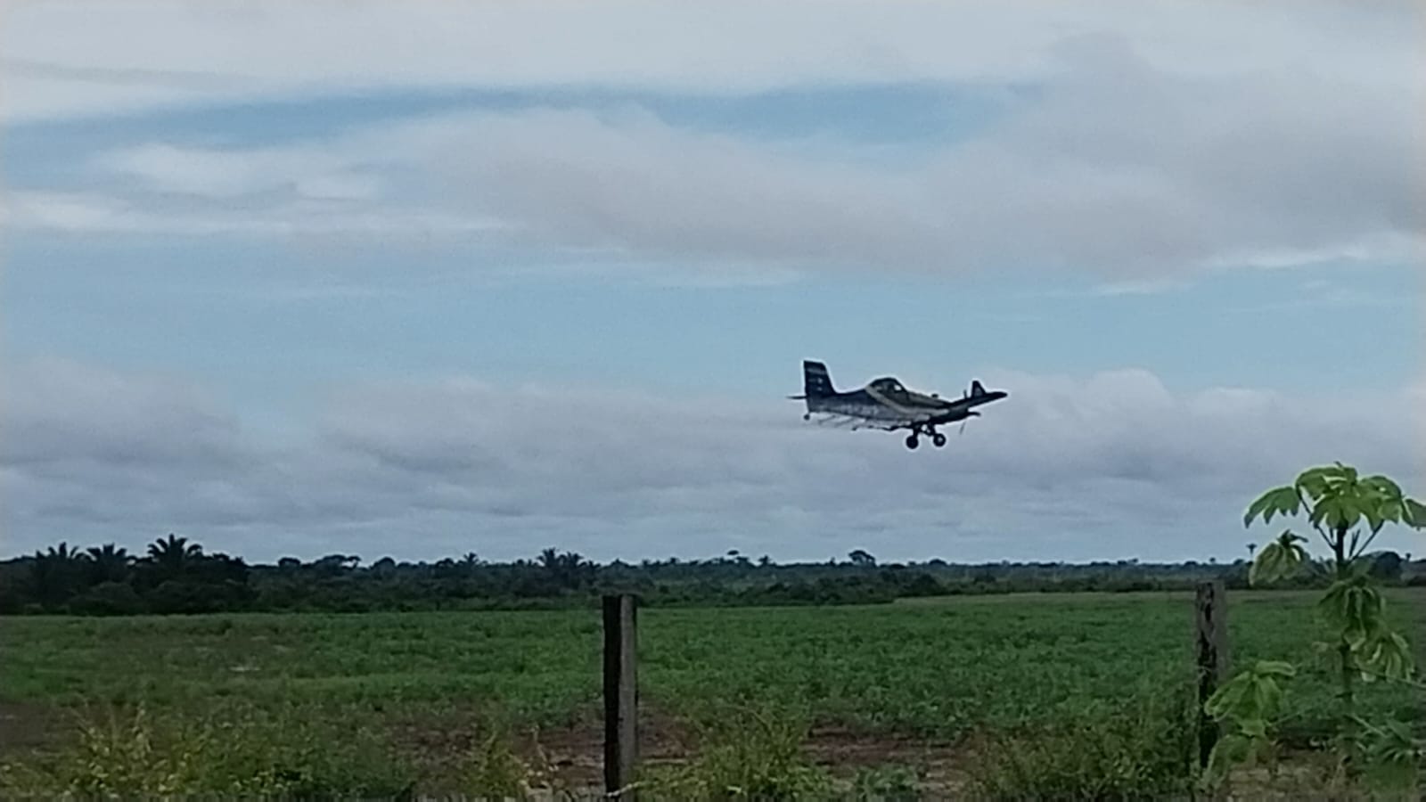 VENENO AGRÍCOLA:  Agricultores reclamam de pulverização aérea em fazendas no Baixo Madeira