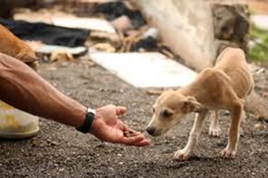 APOIE: ONG Amor de 4 Patas lança campanha emergencial para construção de novo abrigo