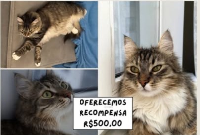 R$ 500: Tutores buscam por gata desaparecida em Porto Velho 