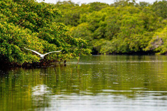 QUEM PODE PEGAR: Fundo Clima aprova R$ 11,2 bilhões em investimentos para 2025 