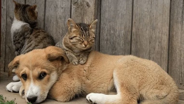 LANÇAMENTO: Programa gratuito para identificar e proteger cães e gatos 