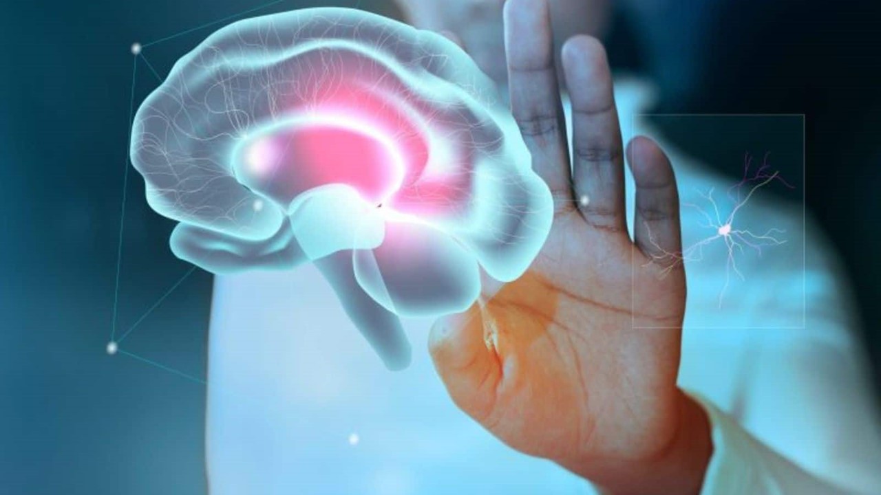 GÊNERO CANNABIS: Descoberto como canabinoides naturais viajam pelo cérebro 