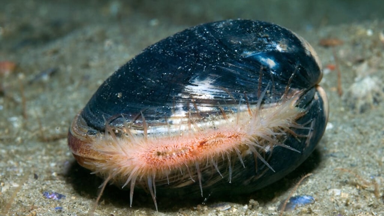 MOLUSCOS: Animal mais velho do mundo viveu 507 anos  