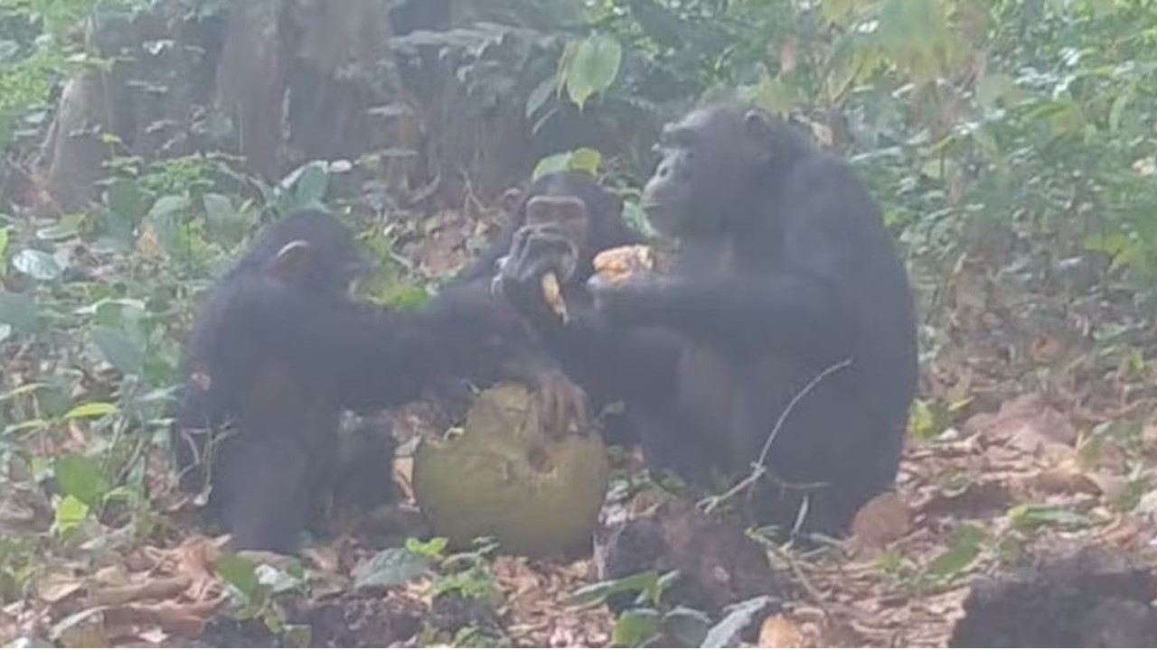 QUE CACHAÇA É ESSA?: Chimpanzés selvagens compartilhando frutas ‘alcoólicas’ 