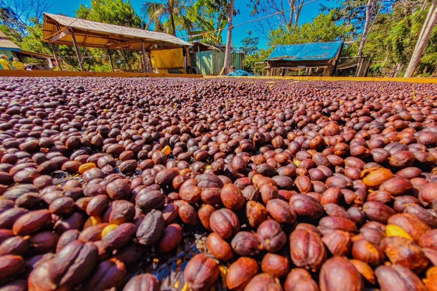 ALAN QUEIROZ: Dep. solicita a aquisição de mudas de café robusta para produtores rurais