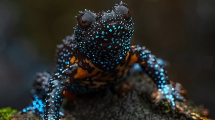 MUNDO ANIMAL: 'Sapo Galáctico' é flagrado em rara aparição 