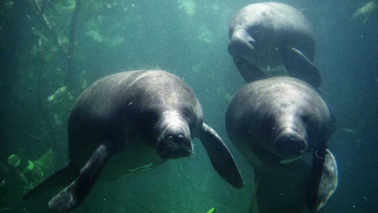 PEIXES-BOI: Esforços pela preservação da biodiversidade da Amazônia 