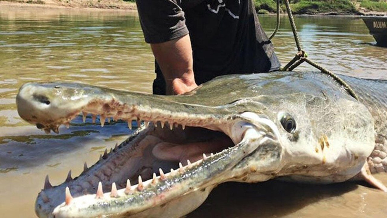 ATRACTOSTEUS: O gigante primitivo das águas doces 