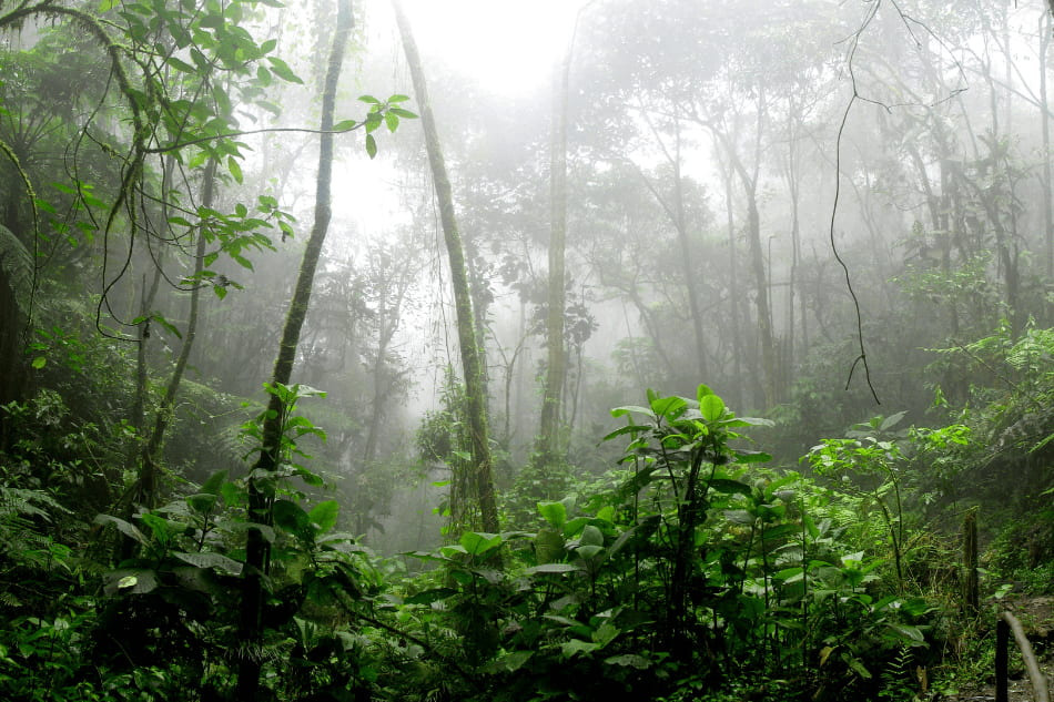 MAIS VERDE: Novo levantamento mostra que Rondônia foi o estado que mais reduziu de queimadas