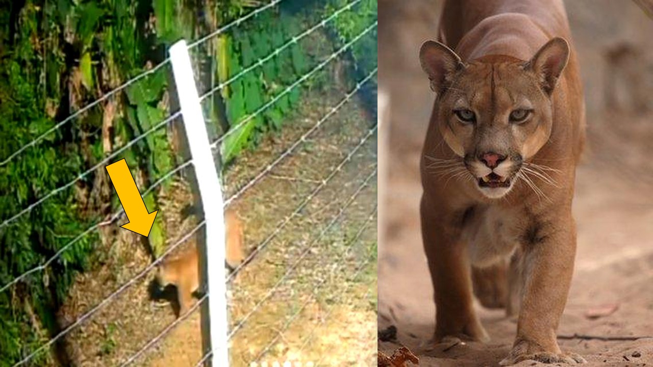 PARQUE CIRCUITO: Presença de animais silvestres indica preservação da natureza