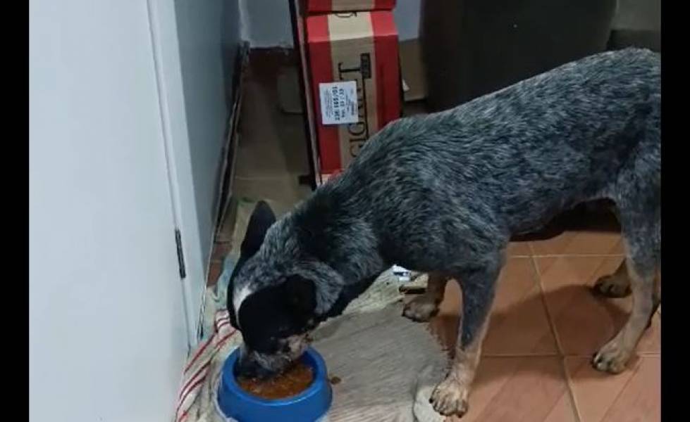 CASO DE MAUS-TRATOS: Mais de 10 pessoas se candidatam para adotar cachorro mutilado em Colorado