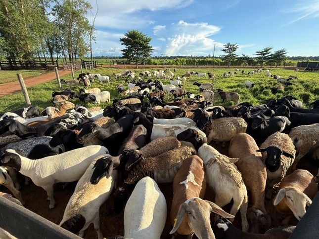 APOIO TÉCNICO: Ovinocultura avança no Cone Sul de Rondônia com novos investimentos no setor