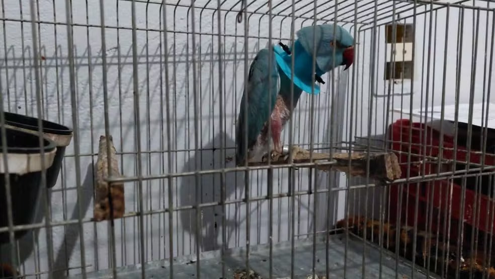 PUNIÇÃO DURA: Agressão com morte de animal terá pena aumentada e sem fiança