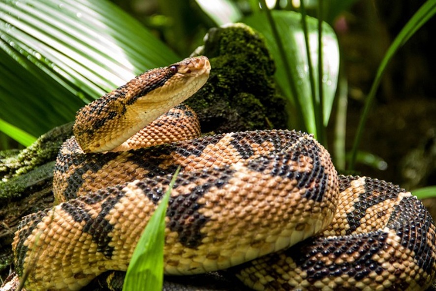 PERIGO FATAL: Brasil tem mais de 370 espécies de cobras; cinco são as mais letais 