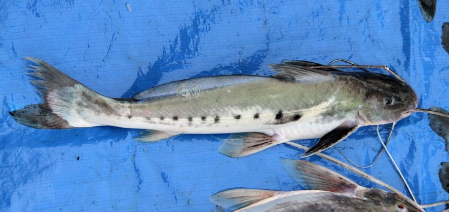 PESCA ARTESANAL: Câmara debate moratória da piracatinga sobre a pesca na Amazônia 