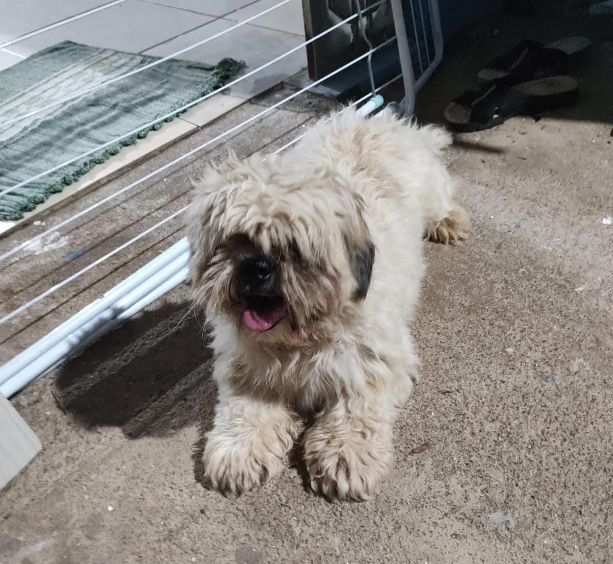 ACHADO: Cachorro é encontrado no Socialista em PVH 