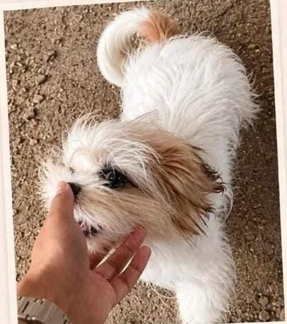 DESAPARECIDA: Shih-tzu desaparece no Bairro Socialista, em PVH 