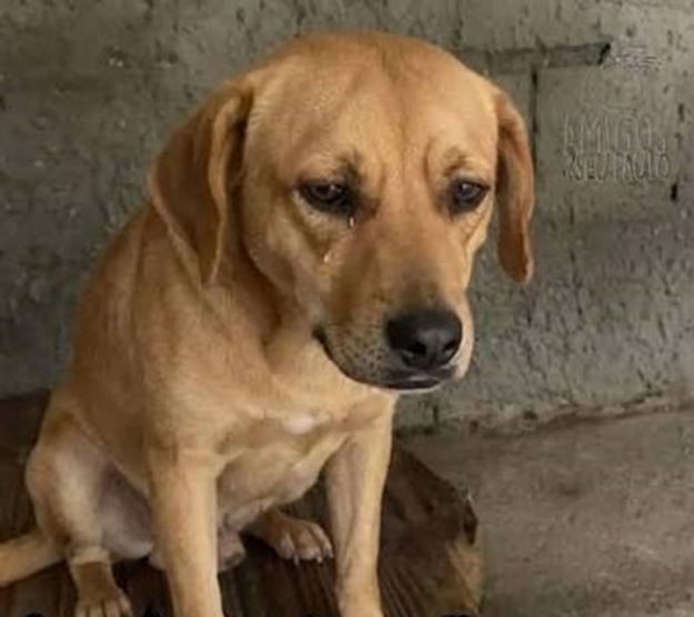 PROTEÇÃO: Como denunciar maus-tratos contra animais em Porto Velho