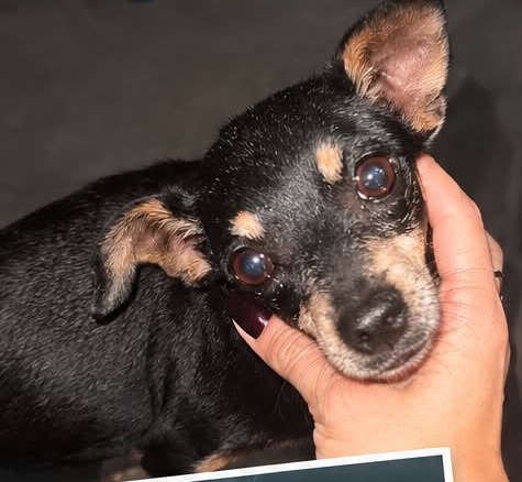 RECOMPENSA: Cadela desaparece após se assustar com fogos em PVH