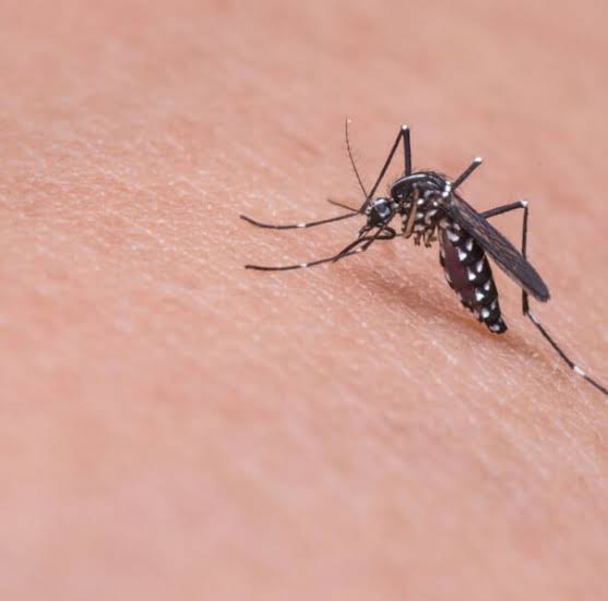 DENGUE: Vilhena intensifica combate ao mosquito após aumento de casos