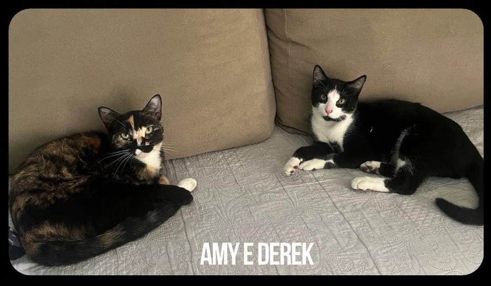 AMY E DEREK: Gatinhos desaparecem no Aponiã em PVH 