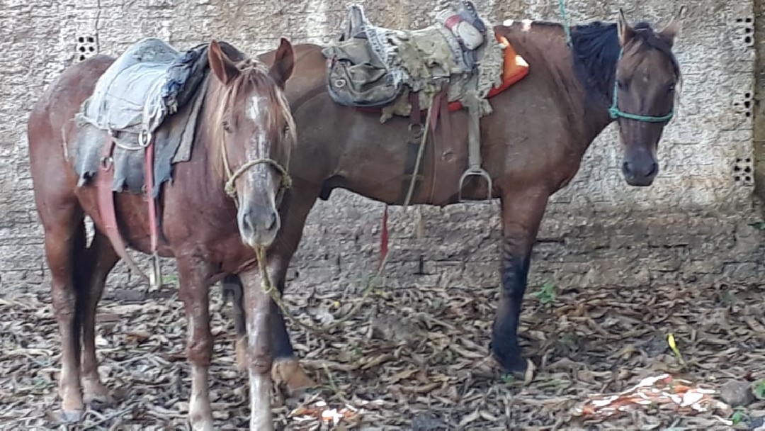 FLAGRANTE: PM prende suspeito de furtar cavalos em fazenda na zona Leste