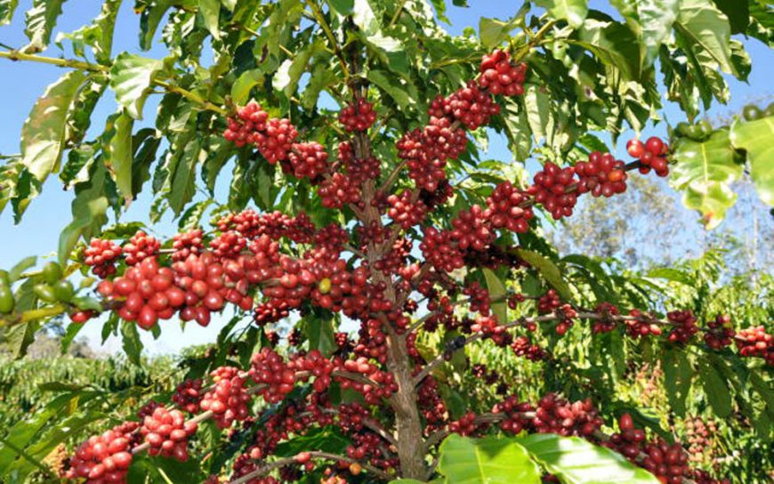 EVENTO: Na próxima sexta os melhores cafés de RO serão premiados no 3º Concafé