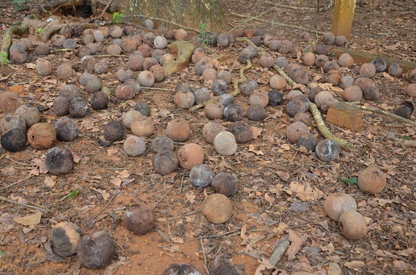 PRODUTORES LOCAIS: Sema promove 2º Encontro da Castanha para disseminar a modalidade clonal