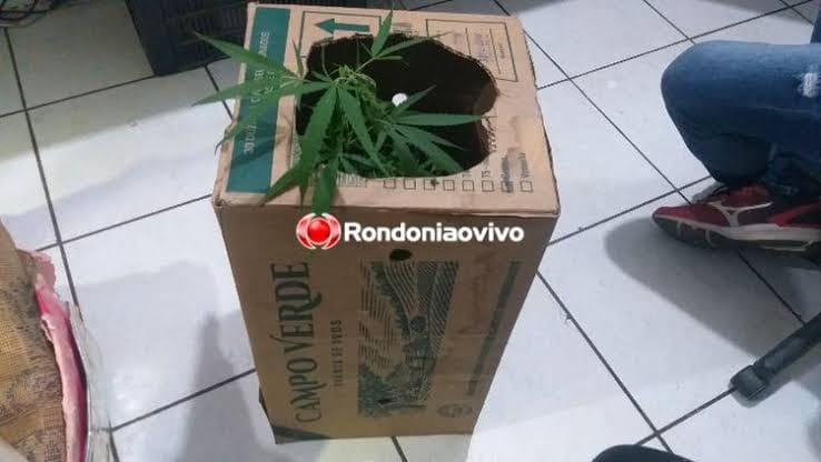 BOCA DE FUMO: Casal é preso com várias porções de drogas, celulares e pé de maconha