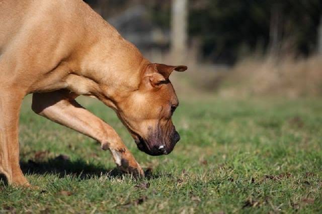 NO CHEIRO: Cães farejadores encontram droga e suspeitos são presos por tráfico