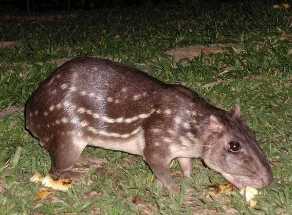 CRIME: Homem é preso transitando em moto com paca abatida