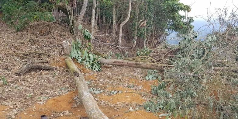 FATALIDADE: Mais um trabalhador morre atingido por árvore em Rondônia