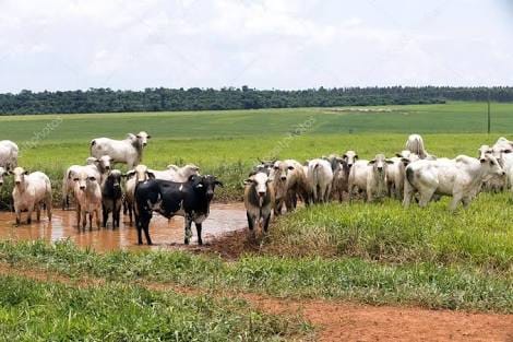 DENUNCIADO: Caseiro é preso por furtar várias cabeças de gado do patrão em fazenda