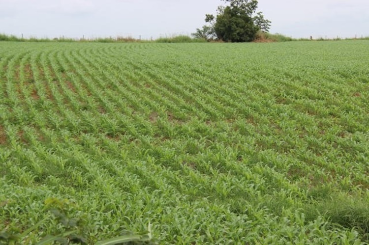 LEVANTAMENTO: Governo Federal autoriza zoneamento agrícola em Rondônia