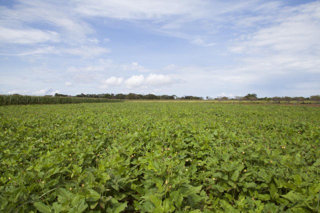 INVESTIMENTO: Contratação de crédito rural em alta de 32% no trimestre