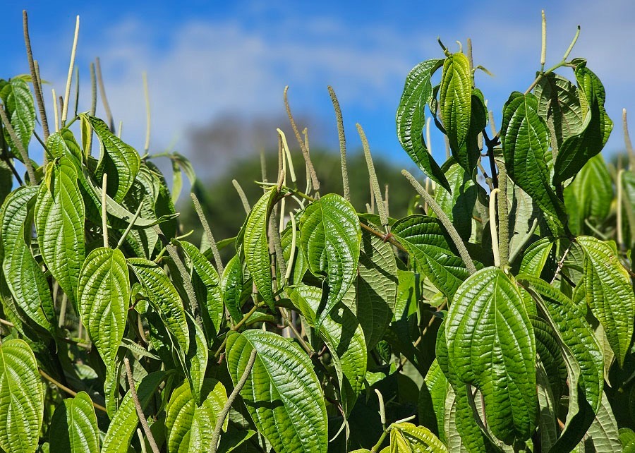 PESCA E AGRICULTURA: Óleos essenciais de plantas cultivadas na Amazônia combatem parasitas em tambaquis