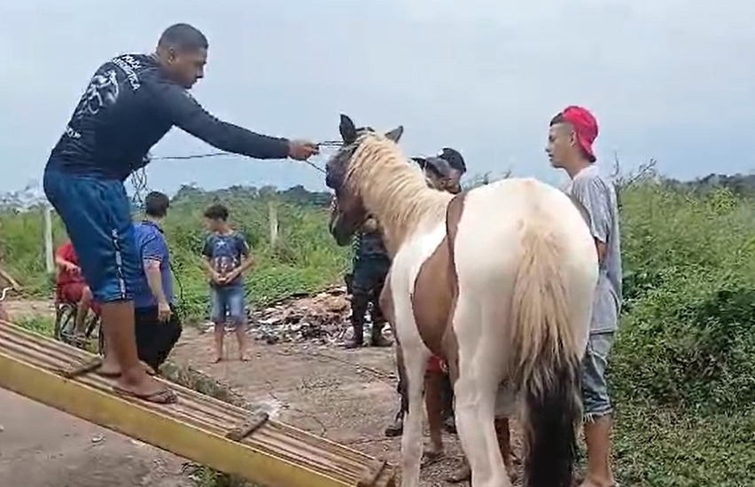 RESGATADO: Cavalo é salvo por grupo de voluntários no Orgulho do Madeira