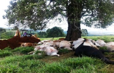 Raio cai em propriedade rural e mata trinta bois