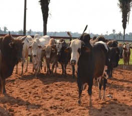 Segue até dia 25 prazo para declaração do rebanho vacinado contra a aftosa