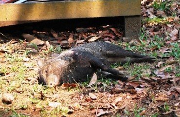 PARQUE ECOLÓGICO - Porco do mato morre comido por carrapatos em Porto Velho