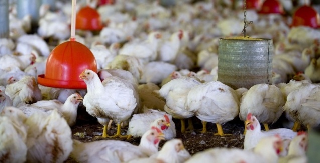 Desempenho do frango vivo na primeira semana de maio