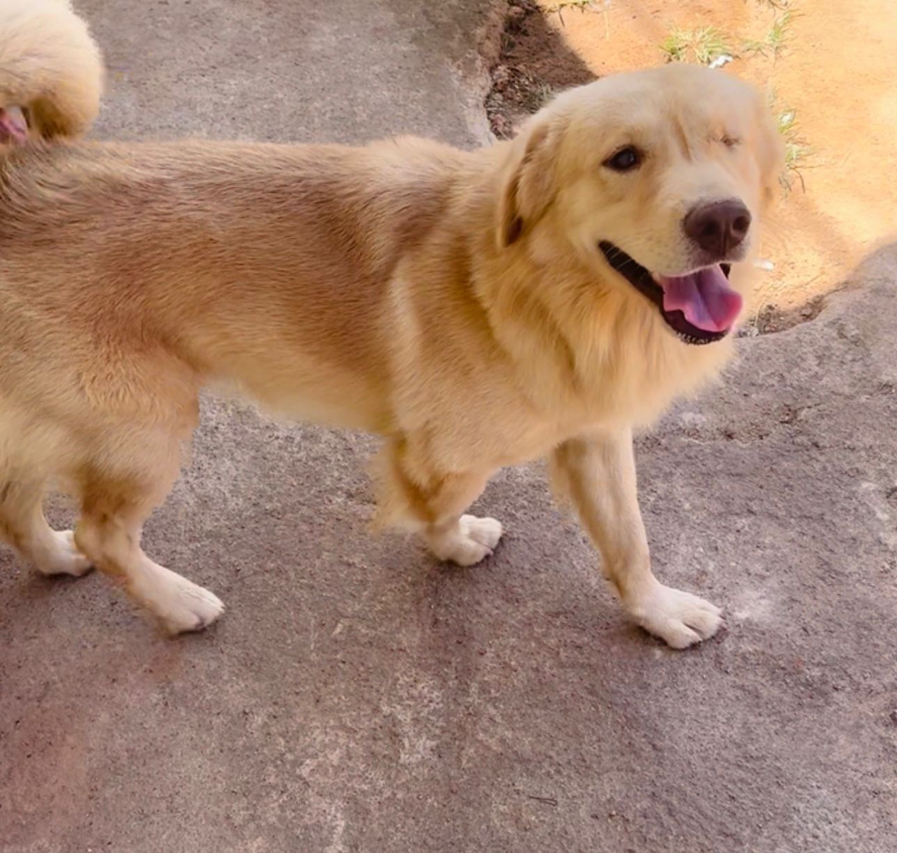 AU AU: Tutora procura por golden ‘Guerreiro’ desaparecido no Três Marias