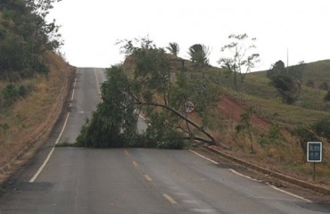 CEREJEIRAS - Vendaval derruba árvores e interdita estrada 