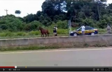 PRF apura ação em que policial mata cavalo em rodovia de Rondônia