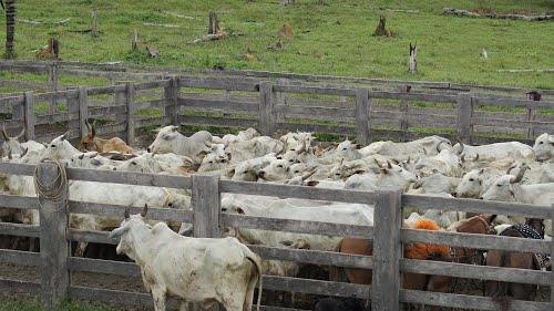 CRIME RURAL - Pecuarista tem 50 cabeças de gado furtadas