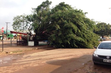 CENA DA CIDADE – Árvore é derrubada por rajada de ventos