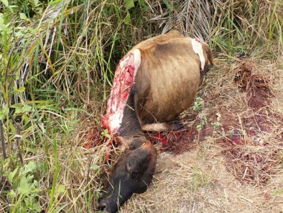 Ladrões que abateram gado para roubar carne agem novamente